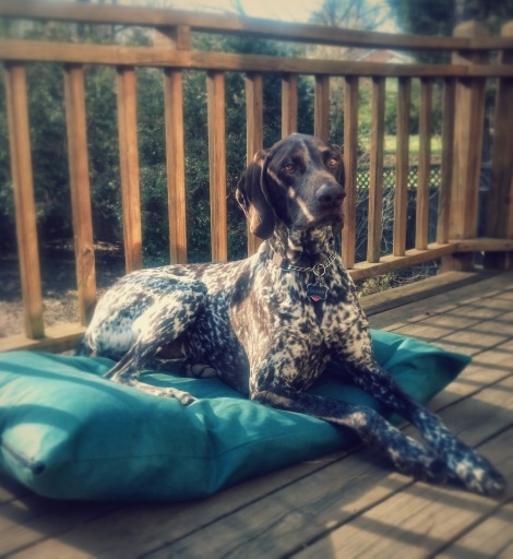 Oliver looking like he OWNS the deck - enjoying some Carolina sun on his new dog bed I made